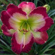 Reality Stone Daylily